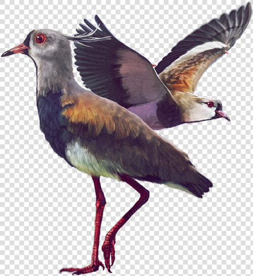 Ilustración   Aves De La Sabana De Bogota  HD Png DownloadTransparent PNG