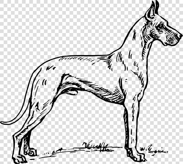 Great Dane Svg Clip Arts   Sketches Of Great Dane  HD Png DownloadTransparent PNG