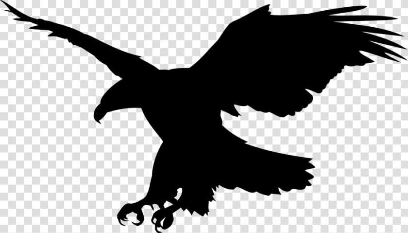 White Tailed Eagle Clipart Public Domain   Bald Eagle Png  Transparent PngTransparent PNG