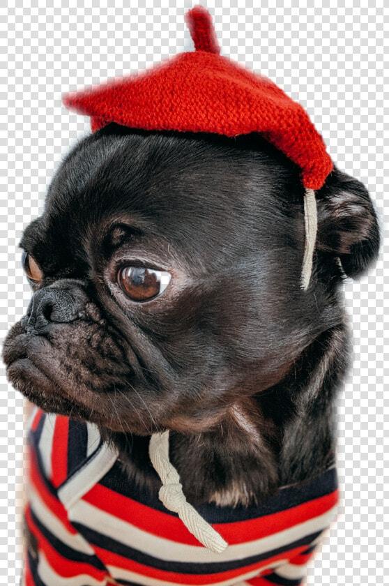  pug  dog  sweet  red  stripes   Animals In People Vclothes Dog  HD Png DownloadTransparent PNG