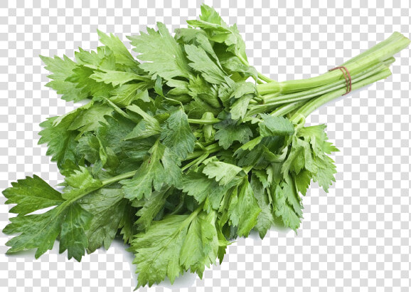 Celery Leaves  HD Png DownloadTransparent PNG