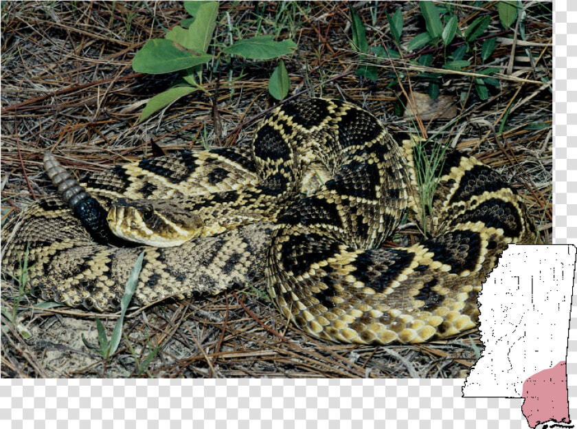 Eastern Diamondback Rattlesnake Snakes Mississippi  HD Png DownloadTransparent PNG