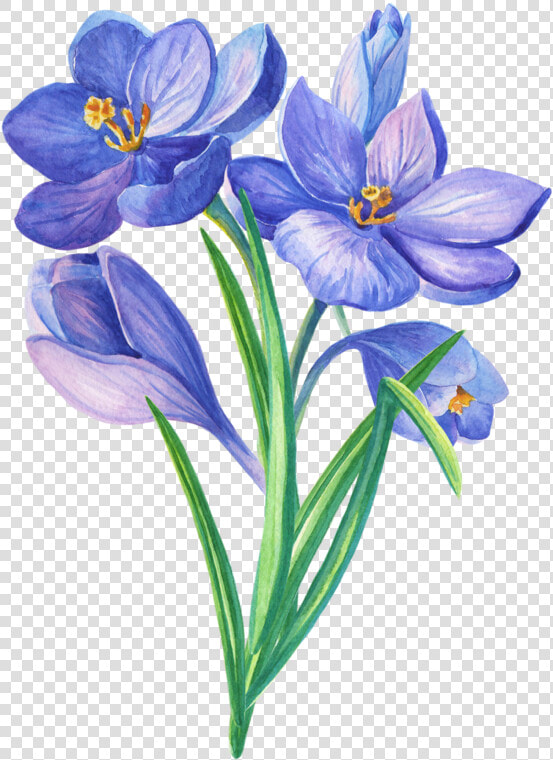 Crocus   Blue Botanical Flower Drawings  HD Png DownloadTransparent PNG