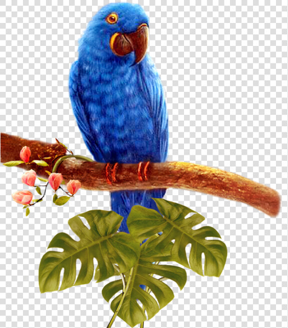 Blue Parrot Transparent Background Png   Parrot  Png DownloadTransparent PNG