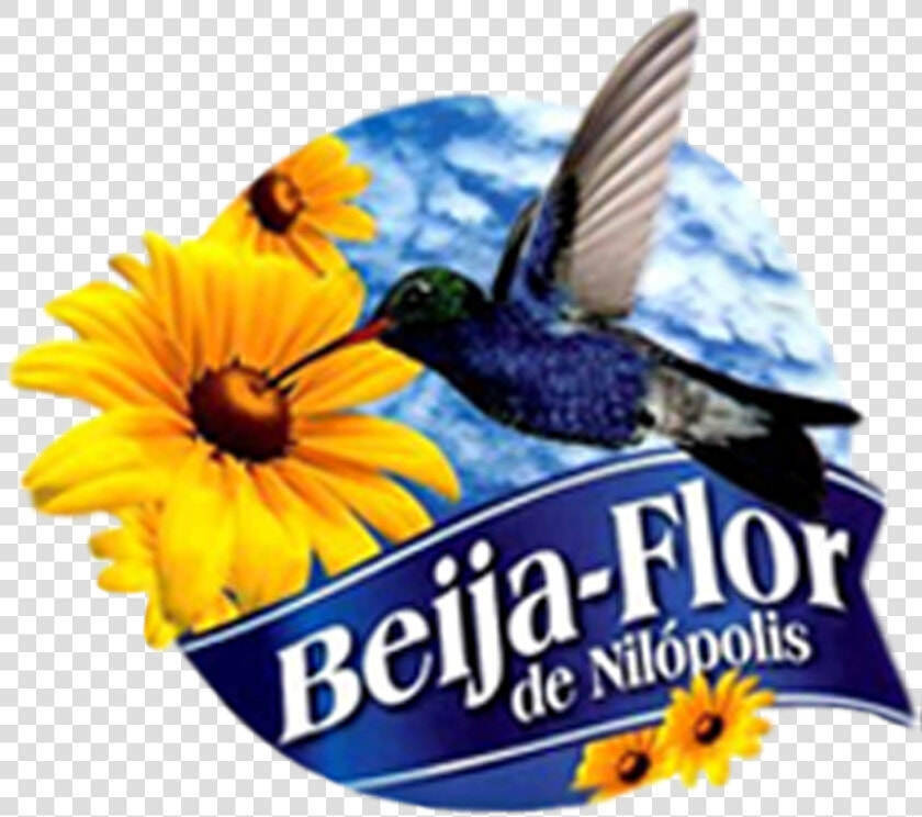 Desenho Da Beija Flor Milopolis  HD Png DownloadTransparent PNG