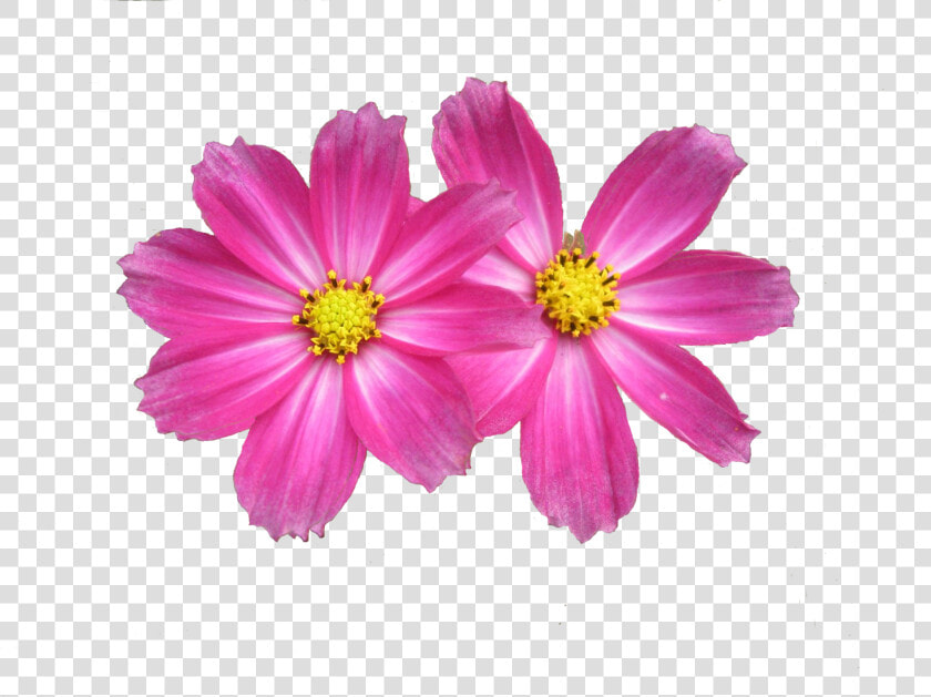 Asters Flowers Png Image Download  Transparent PngTransparent PNG