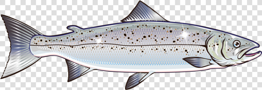 Salmon Vector Graphics Clip Art Stock Illustration   Salmon Vector  HD Png DownloadTransparent PNG