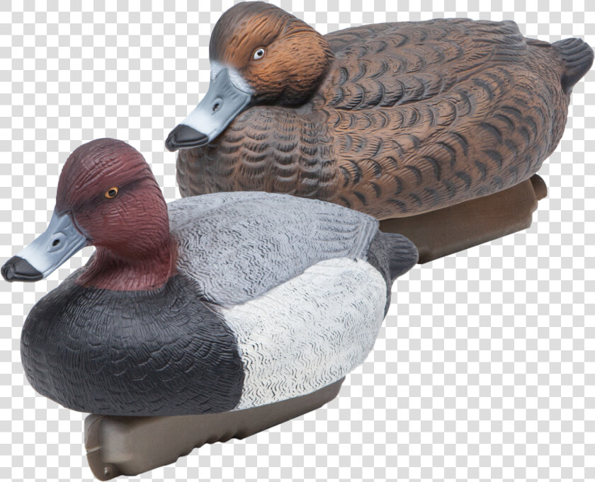 Floating Redheads Duck Hunting Decoys From Final Approach   Redhead  HD Png DownloadTransparent PNG