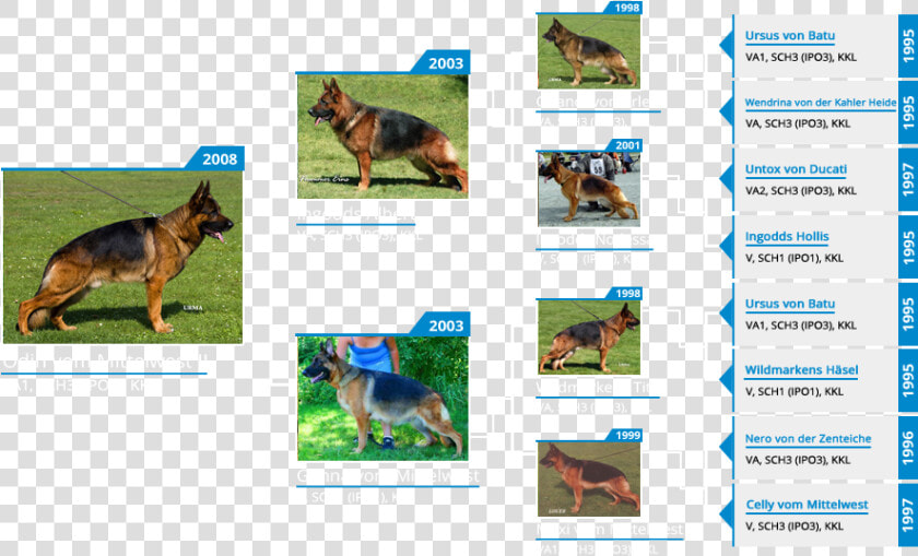 Stud Dog Va1 Odin Vom Mittelwest   Old German Shepherd Dog  HD Png DownloadTransparent PNG