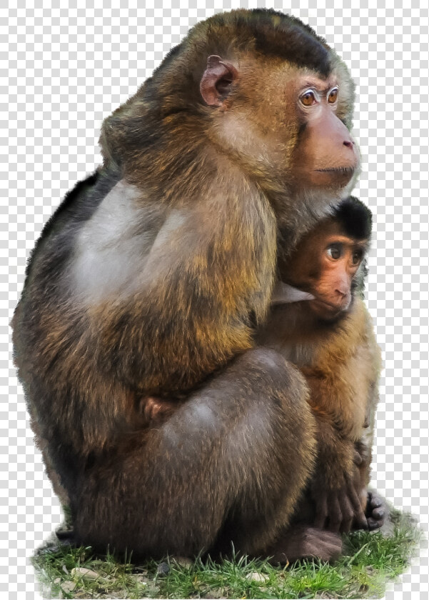 Monkey Png Transparent   Monkey And Baby Quotes  Png DownloadTransparent PNG