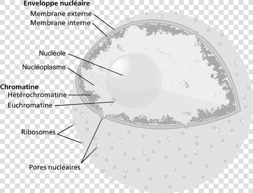 Cell Nucleus  HD Png DownloadTransparent PNG