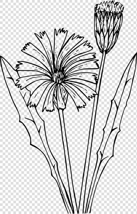 Symmetry monochrome Photography petal   Dandelion  HD Png DownloadTransparent PNG