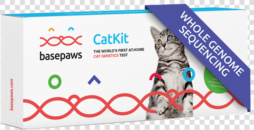 Genome Sequencing   British Short Hair Cat  HD Png DownloadTransparent PNG