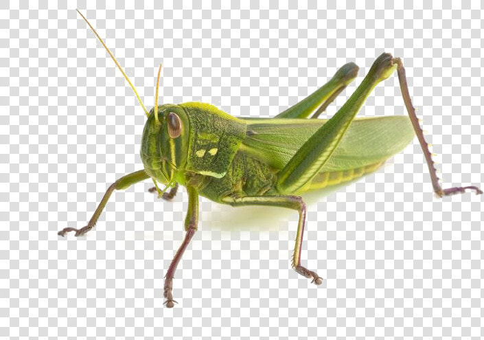 Realistic Grasshopper Png Transparent Background   Grasshopper How Many Legs  Png DownloadTransparent PNG