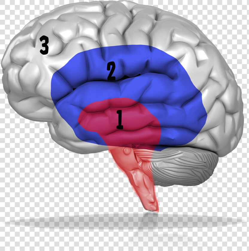 Three Brains   Pap Primeros Auxilios Psicologicos  HD Png DownloadTransparent PNG