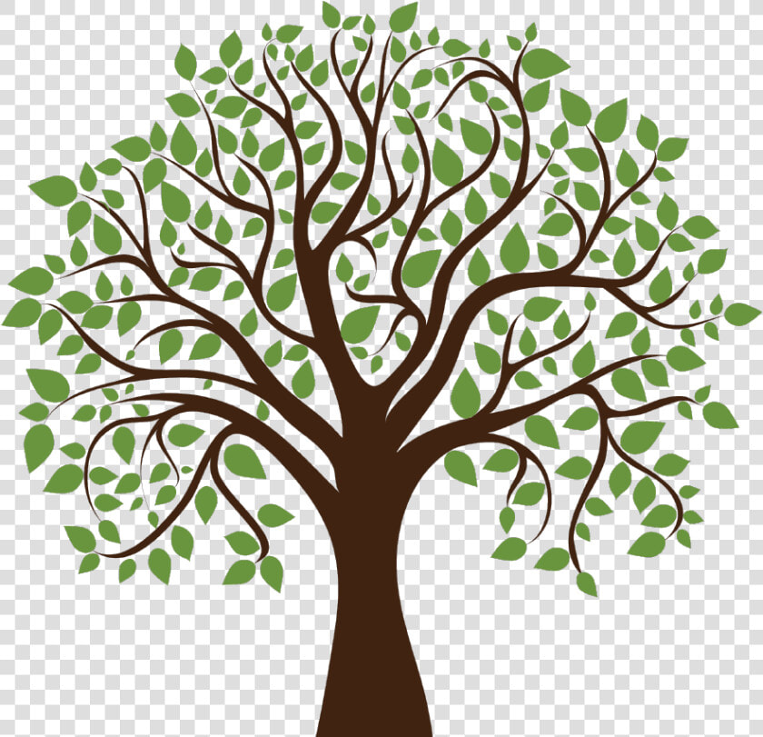 Family Tree Clipart Transparent Background   Transparent   Oak Tree With Acorns Clipart  HD Png DownloadTransparent PNG