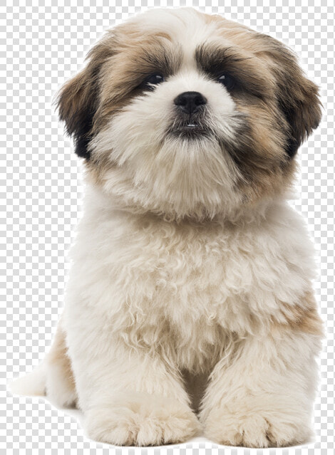 Cachorro Shih Tzu Como Cuidar   Dog Grooming Shapes  HD Png DownloadTransparent PNG