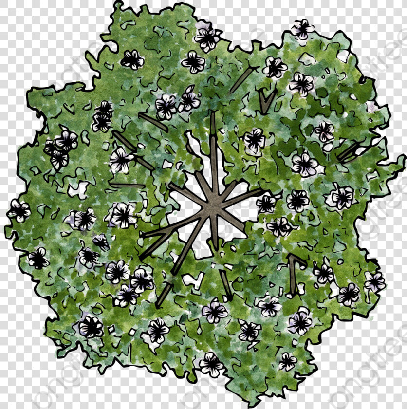 The Flowers On The Trees   Plan View Flowering Tree Png  Transparent PngTransparent PNG