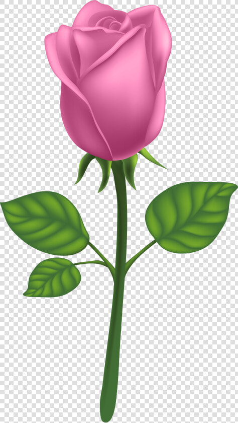 Purple Long Stem Rose Png   Png Download   Transparent Background Pink Rose Png  Png DownloadTransparent PNG