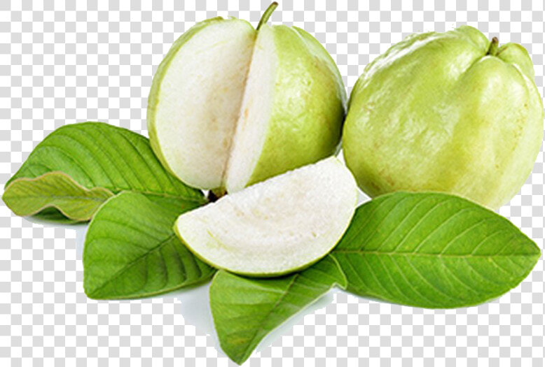 Guava Png Free Download   Green Guava  Transparent PngTransparent PNG