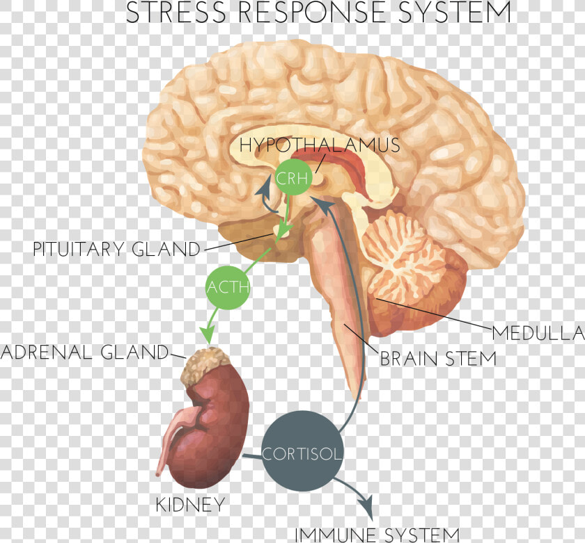 Hormones And Stress   Brain Stress Response System  HD Png DownloadTransparent PNG