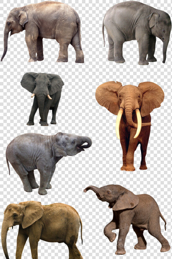 African Elephant Png   Natural History Museum Of Los Angeles County  Transparent PngTransparent PNG