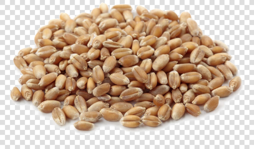 Wheat Png Download Image   Png Wheat Seed Vector Hd  Transparent PngTransparent PNG