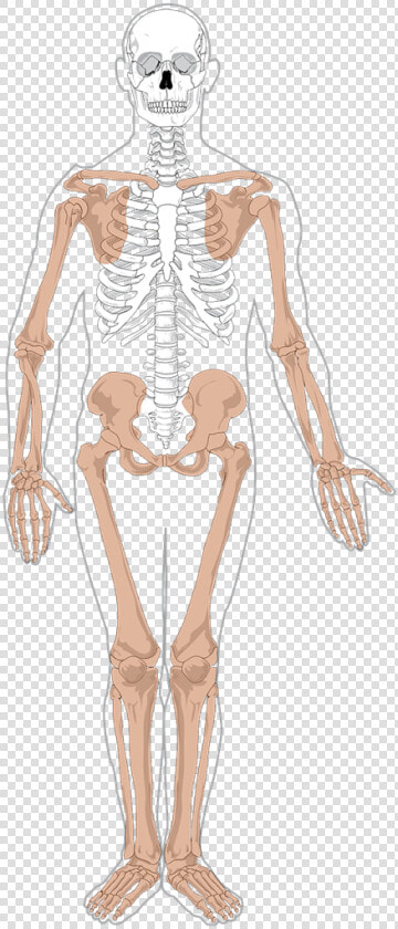 Free Human Skeleton Clip Art   Appendicular Skeleton  HD Png DownloadTransparent PNG