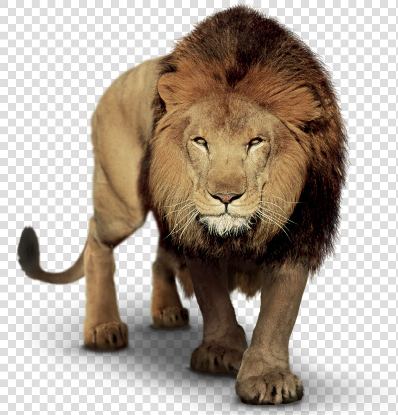 Lion Clip Art Image Picsart Photo Studio Portable Network   Picsart Lion Png Hd  Transparent PngTransparent PNG