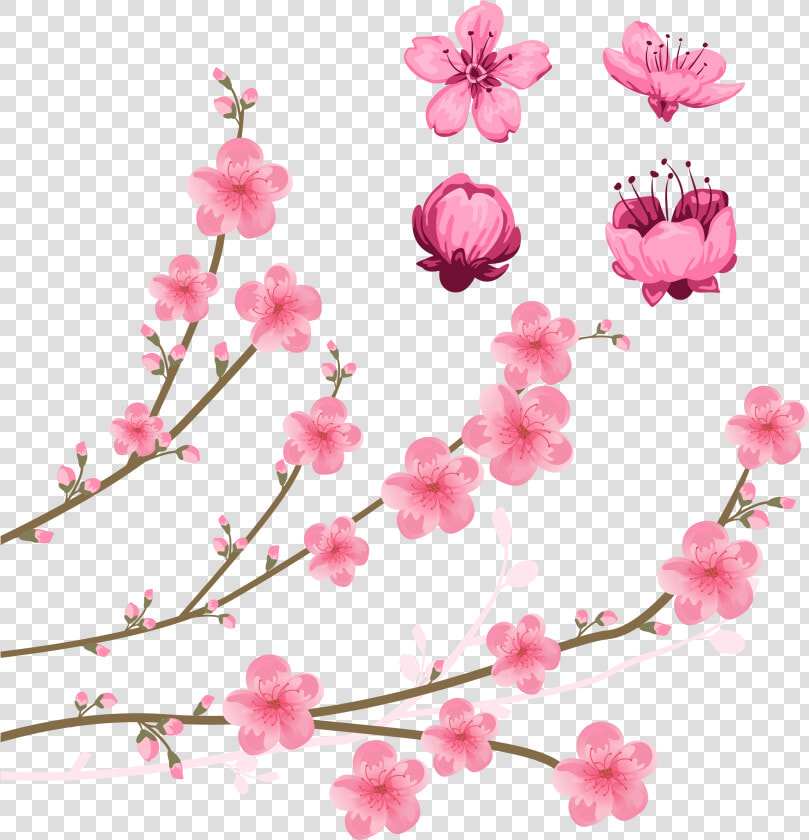 Cherry Blossom Drawing Illustration   Peach Blossom Flower Drawing  HD Png DownloadTransparent PNG