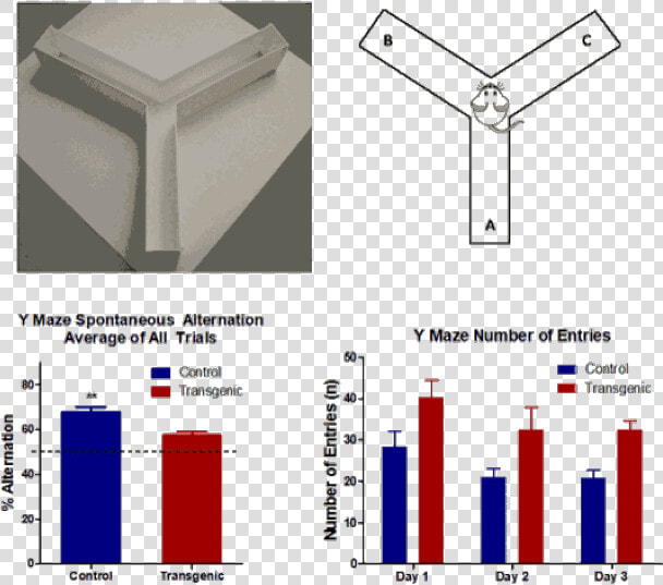 Y Maze Spontaneous Alternation   Y Maze Test Mice  HD Png DownloadTransparent PNG