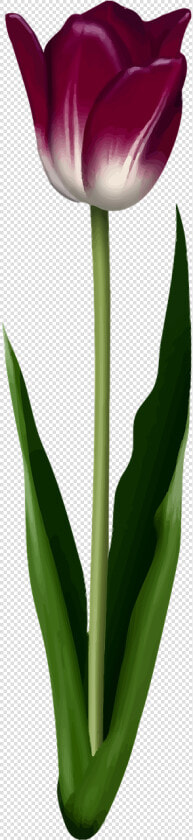 Sprenger  39 s Tulip  HD Png DownloadTransparent PNG