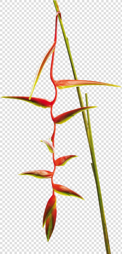 Heliconia   Heliconia Sexy Scarlet  HD Png DownloadTransparent PNG