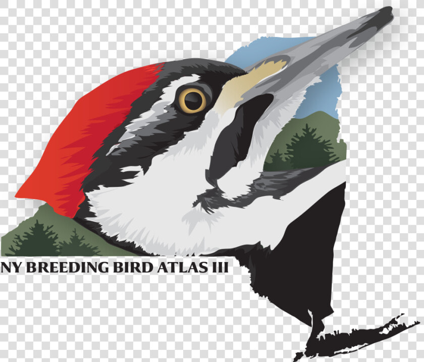 Ny Breeding Bird Atlas  HD Png DownloadTransparent PNG