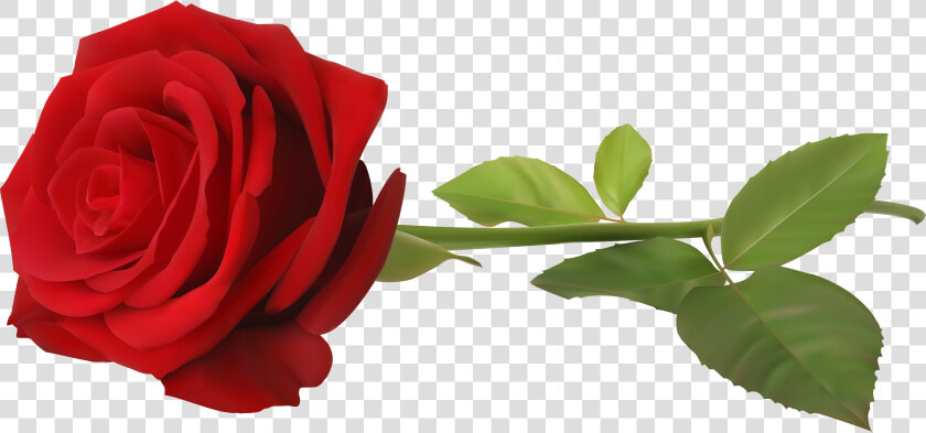 Transparent Rose Bud Png   Single Rose Flower Png  Png DownloadTransparent PNG