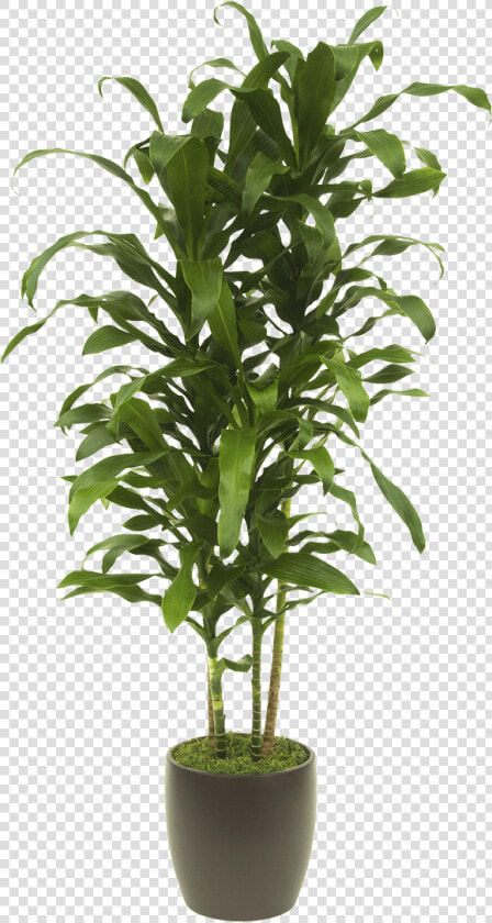 Clip Art Gallery Cityleaf Michiko   Tall House Plant Png  Transparent PngTransparent PNG