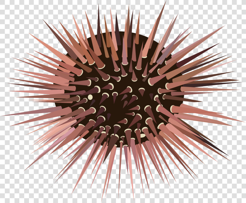 Sea Urchin   Free Sea Urchin Clipart  HD Png DownloadTransparent PNG