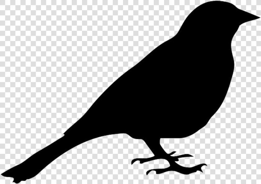 Bird Silhouette Drawing Clip Art   Pigeon Silhouette Clipart  HD Png DownloadTransparent PNG