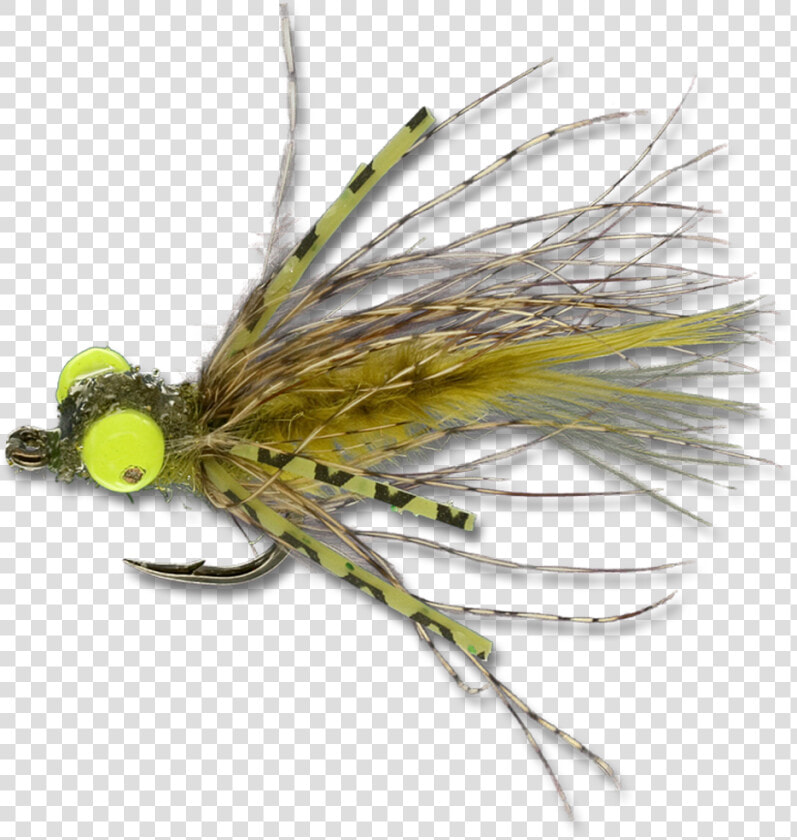 Grave Digger   Olive   Insect  HD Png DownloadTransparent PNG