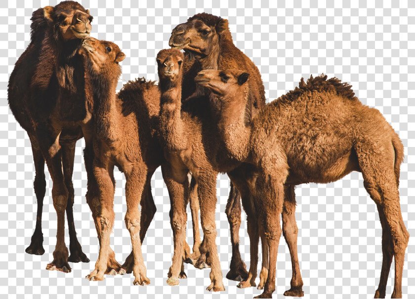 Sahara Dairy Co Organic Camel Milk Benefits   Iran Camels  HD Png DownloadTransparent PNG