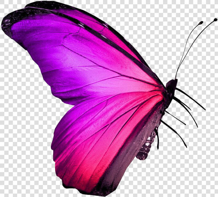 Real Pink Butterfly Png Image   Nepal Flag In Butterfly  Transparent PngTransparent PNG