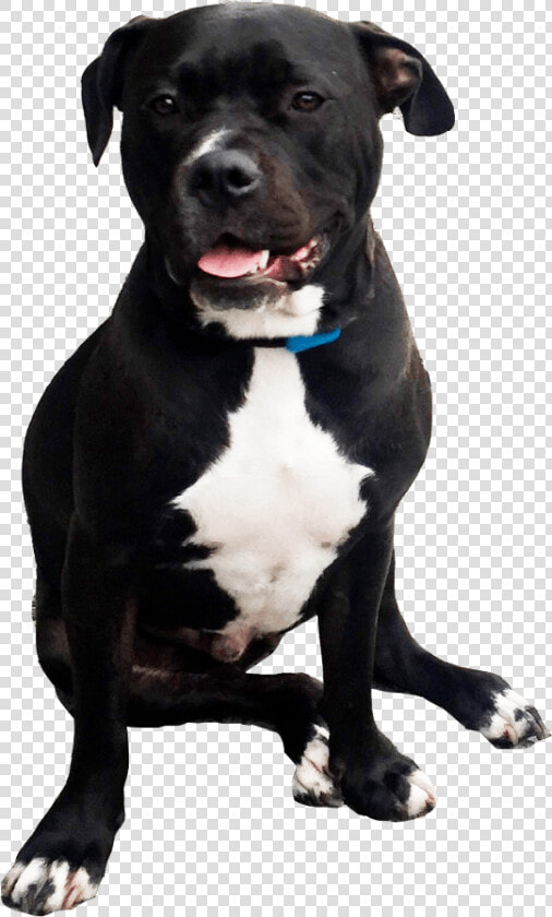 Black Pitbull   Pitbull Png  Transparent PngTransparent PNG