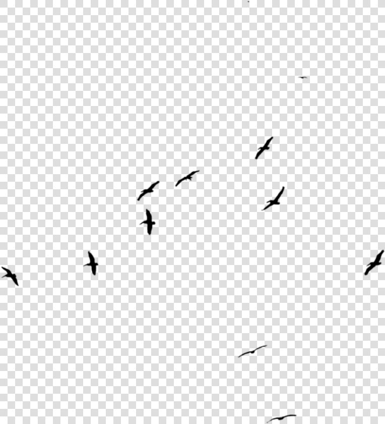 Bird Flock Png   Flock  Transparent PngTransparent PNG