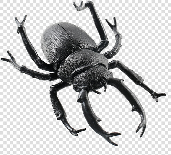 Animals Png Images   Dung Beetle  Transparent PngTransparent PNG