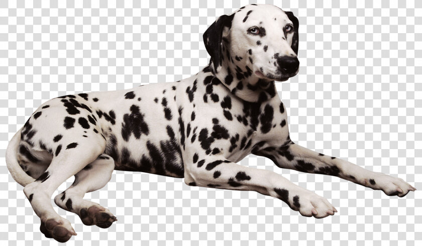 101 Dalmatians Png  Transparent PngTransparent PNG