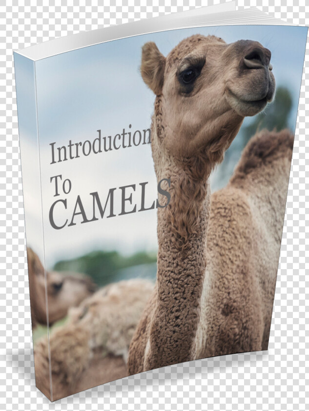 Introduction To Camels Book   Arabian Camel  HD Png DownloadTransparent PNG