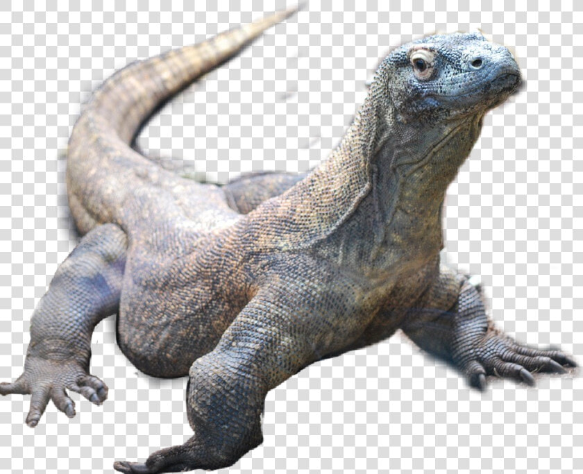  drago   Agama  HD Png DownloadTransparent PNG