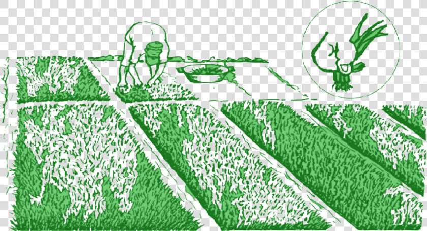 Planting Pull Seedlings   Crop  HD Png DownloadTransparent PNG