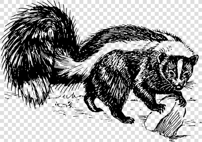 Skunk   Skunk Black And White Clipart  HD Png DownloadTransparent PNG