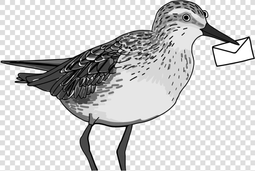 Subscribe   Sandpiper  HD Png DownloadTransparent PNG